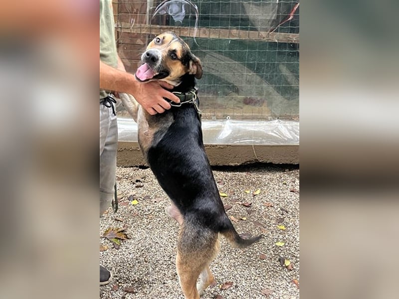 Süßes Dreibeinchen Stefano!