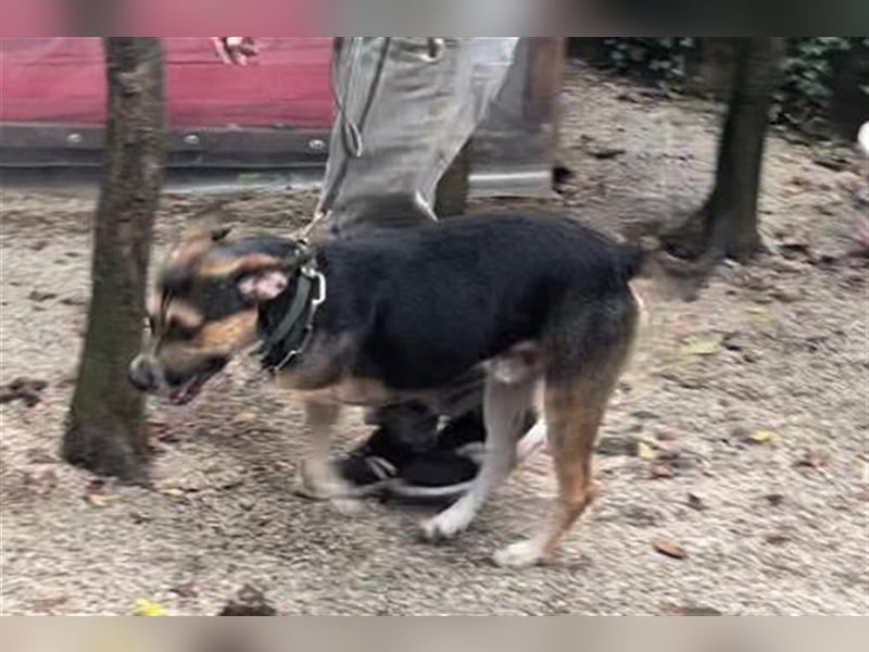 Süßes Dreibeinchen Stefano!