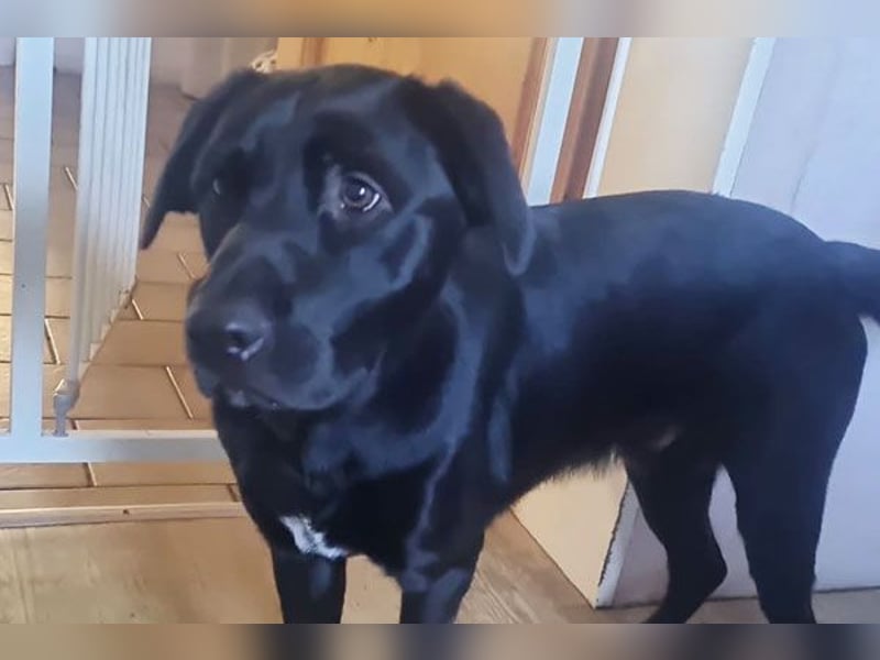 Ari sucht ein neues Zuhause