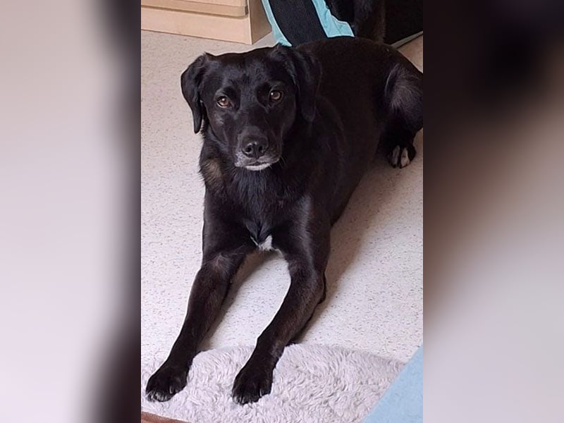 Toffee sucht ein neues Zuhause