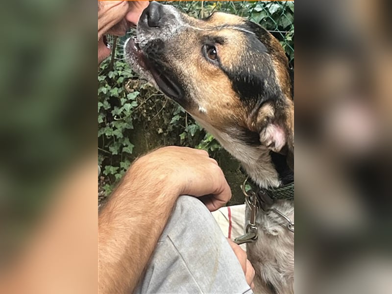 Süßes Dreibeinchen Stefano!