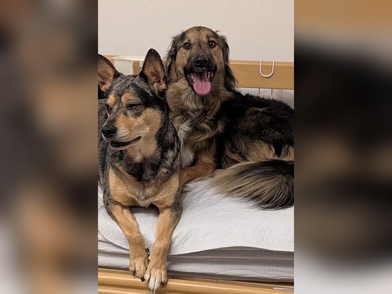 Zeus sucht eine neue Familie