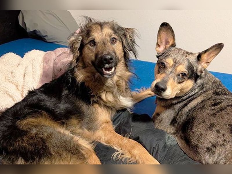 Zeus sucht eine neue Familie