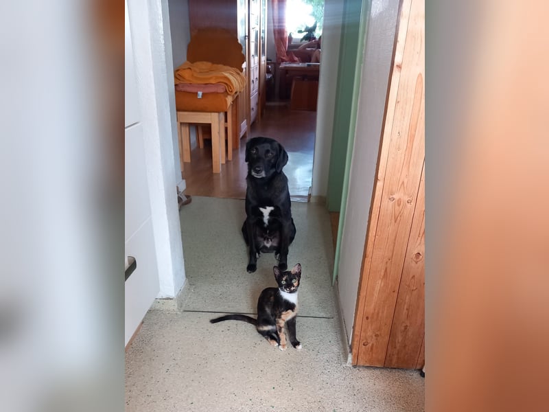 Toffee sucht ein neues Zuhause