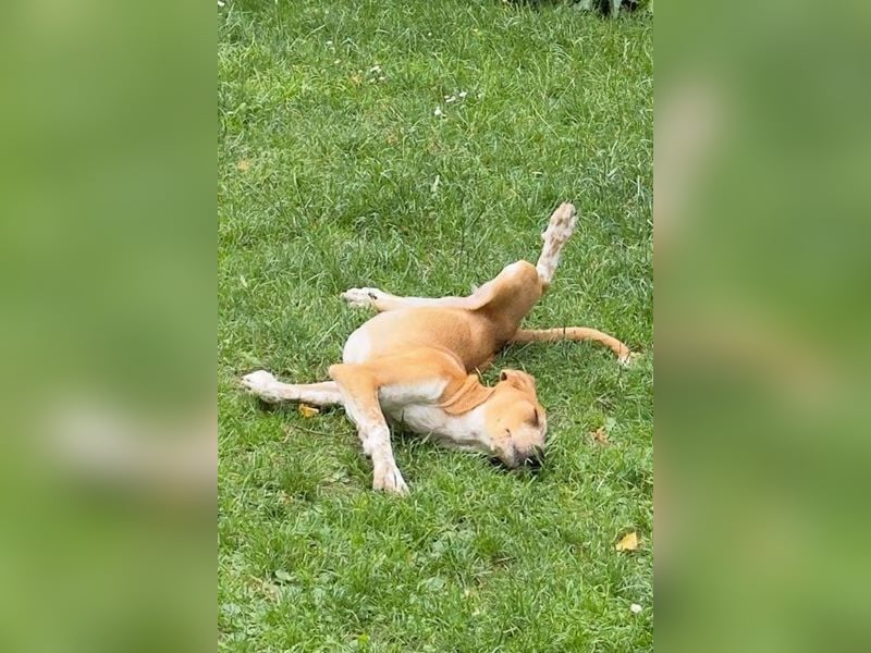 Coco sucht eine Familie
