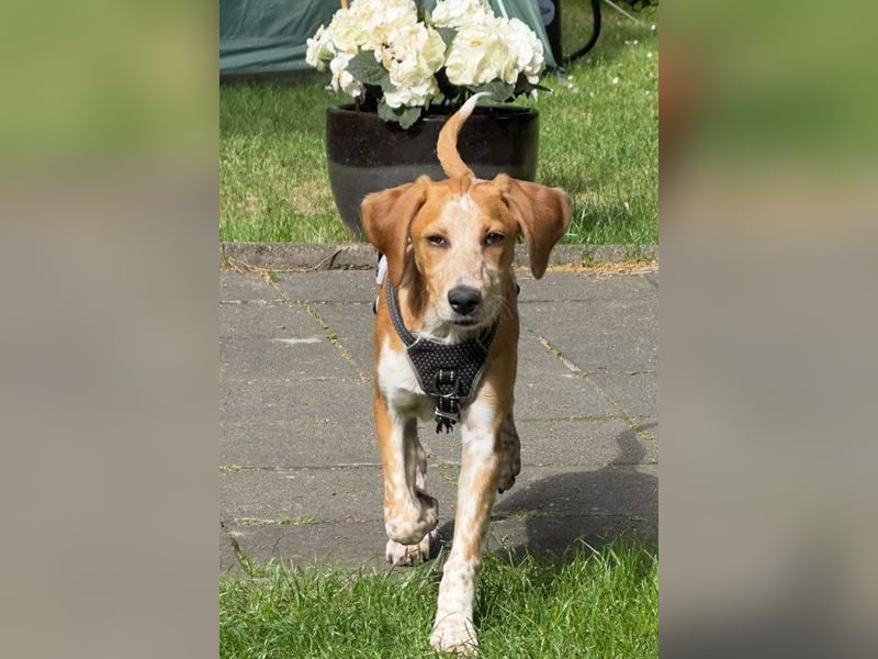 Coco sucht eine Familie