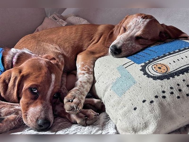 Coco sucht eine Familie