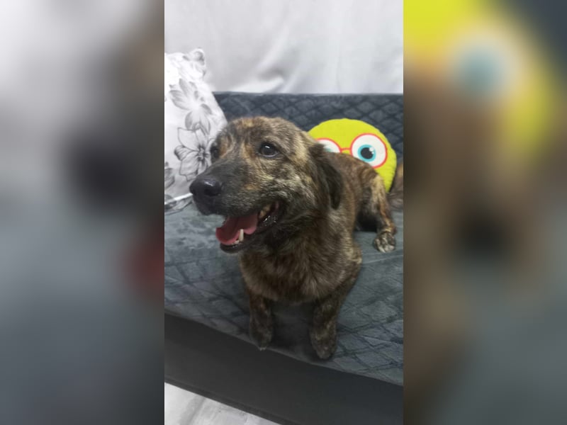 Rocky Rüde Mischling ca. 3 Jahre freundlich und lieb