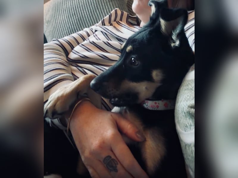Lilo Hündin Mischling Welpe Junghund ca. 7 Monate alt