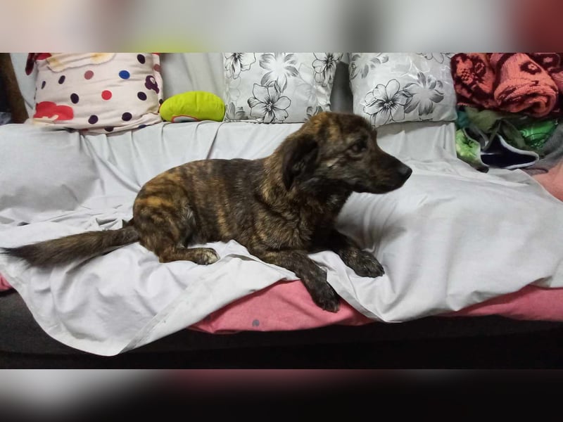 Rocky Rüde Mischling ca. 3 Jahre freundlich und lieb