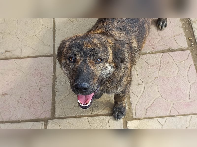 Rocky Rüde Mischling ca. 3 Jahre freundlich und lieb