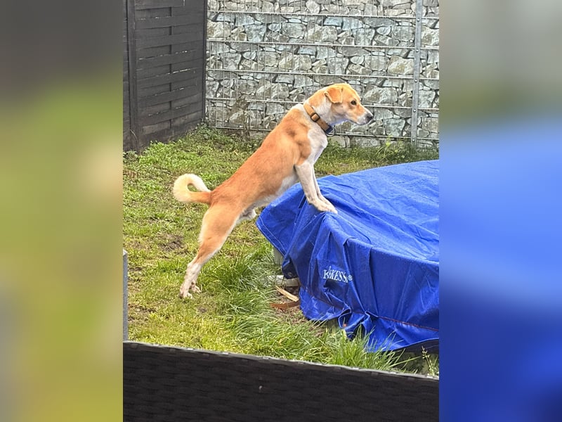 Umgänglicher Rico sucht ein Zuhause