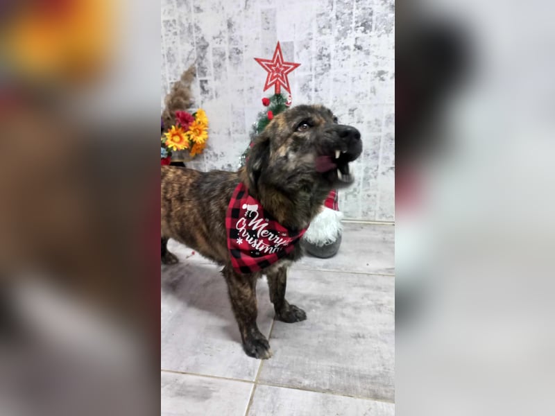 Rocky Rüde Mischling ca. 3 Jahre freundlich und lieb