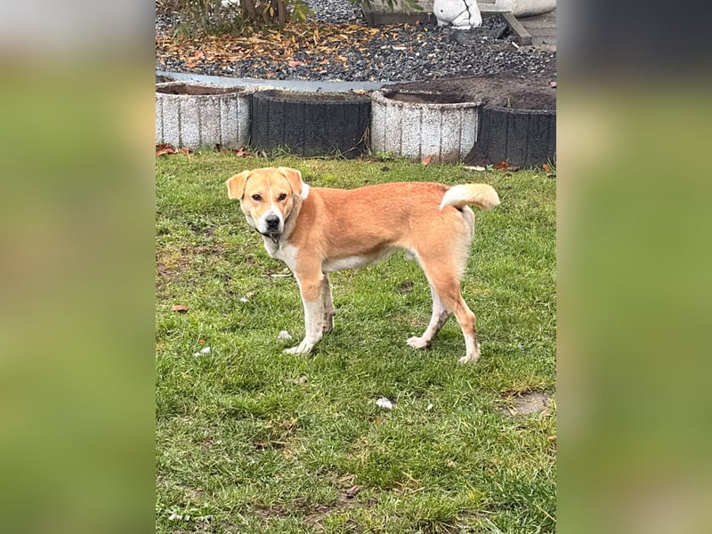 Umgänglicher Rico sucht ein Zuhause