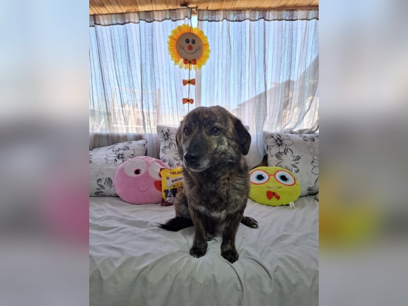 Rocky Rüde Mischling ca. 3 Jahre freundlich und lieb