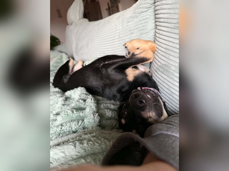 Lilo Hündin Mischling Welpe Junghund ca. 7 Monate alt