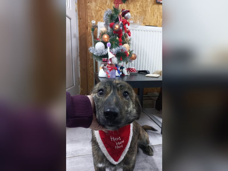 Rocky Rüde Mischling ca. 3 Jahre freundlich und lieb