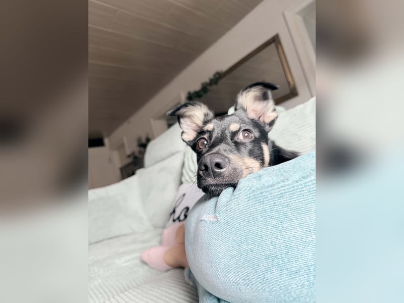 Lilo Hündin Mischling Welpe Junghund ca. 7 Monate alt