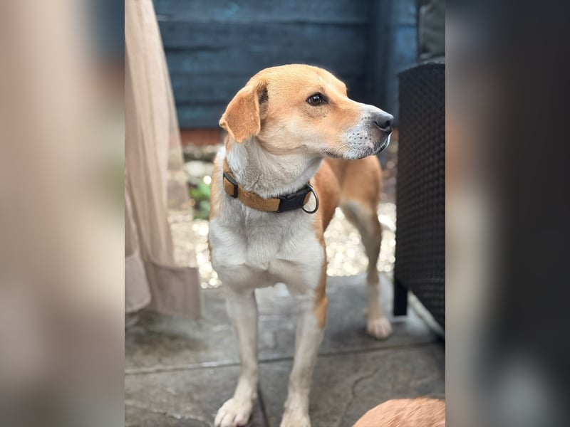 Umgänglicher Rico sucht ein Zuhause