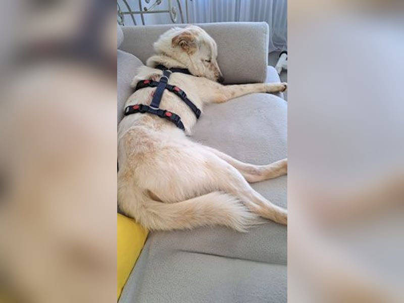 Lustiger Felix sucht ein aktives Zuhause