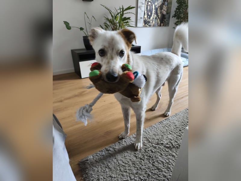 Fröhlicher Felix sucht ein aktives Zuhause