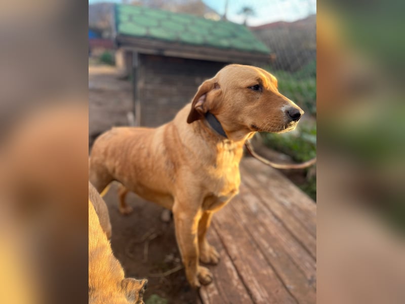 **BRUNO**, Retriever Mix, ca 2,5 Jahre, Rüde kastriert