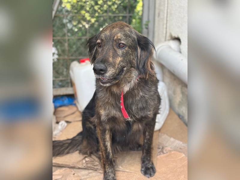 **BONNY**, Mischling, ca 1,5 Jahre, weiblich kastriert