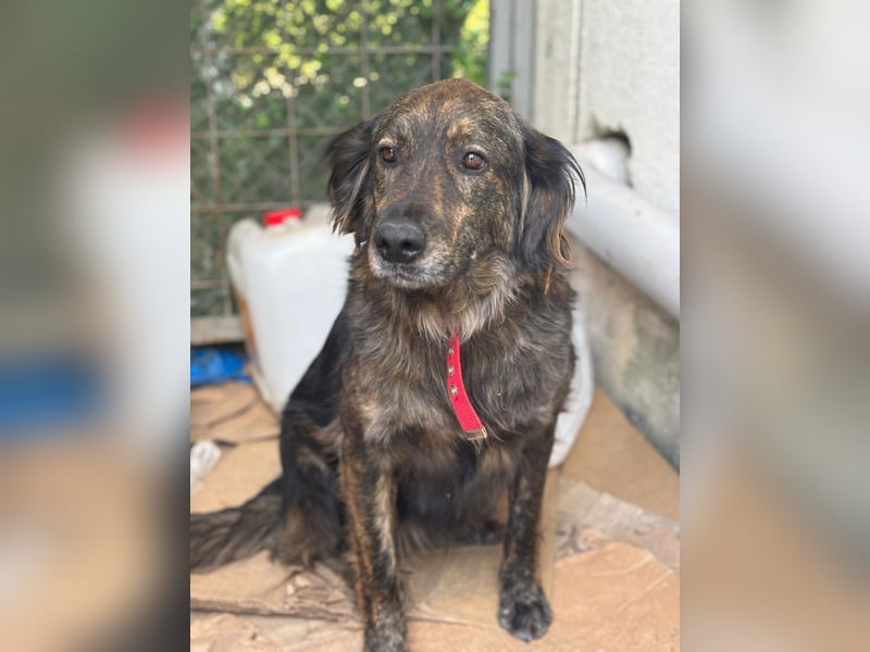 **BONNY**, Mischling, ca 1,5 Jahre, weiblich kastriert