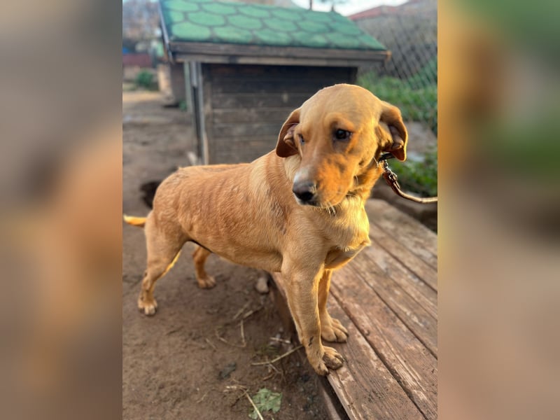 **BRUNO**, Retriever Mix, ca 2,5 Jahre, Rüde kastriert