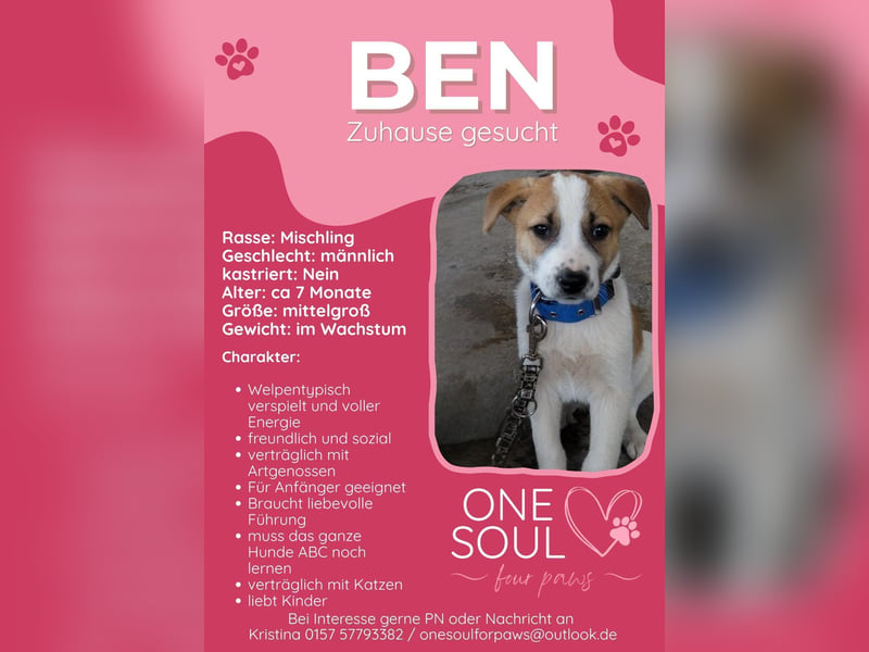 **BEN**, Mischling, ca 7 Monate, Rüde intakt