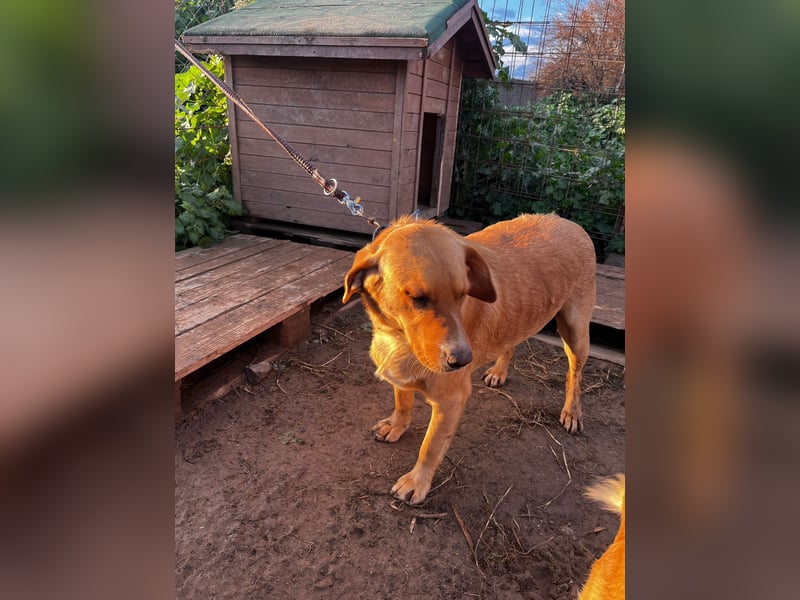 **BRUNO**, Retriever Mix, ca 2,5 Jahre, Rüde kastriert