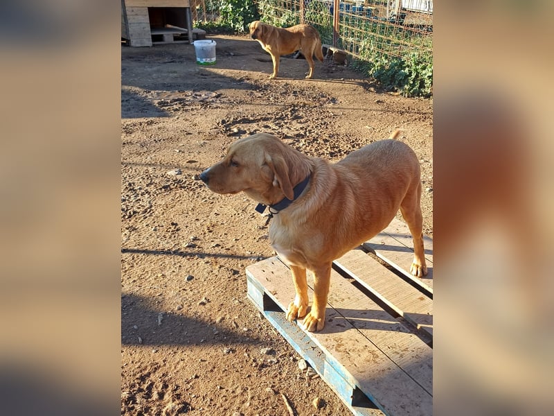 **BRUNO**, Retriever Mix, ca 2,5 Jahre, Rüde kastriert
