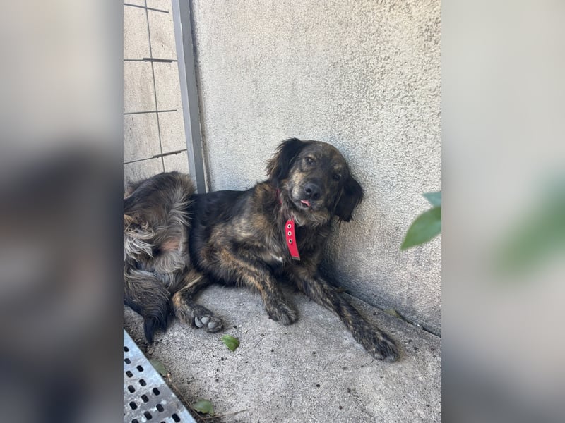 **BONNY**, Mischling, ca 1,5 Jahre, weiblich kastriert
