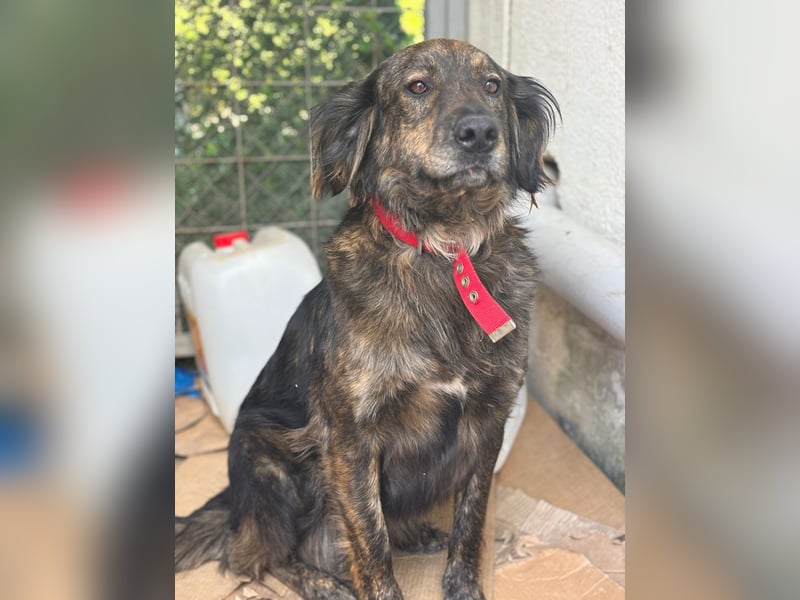 **BONNY**, Mischling, ca 1,5 Jahre, weiblich kastriert