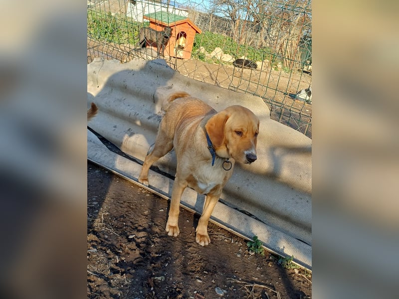 **BRUNO**, Retriever Mix, ca 2,5 Jahre, Rüde kastriert