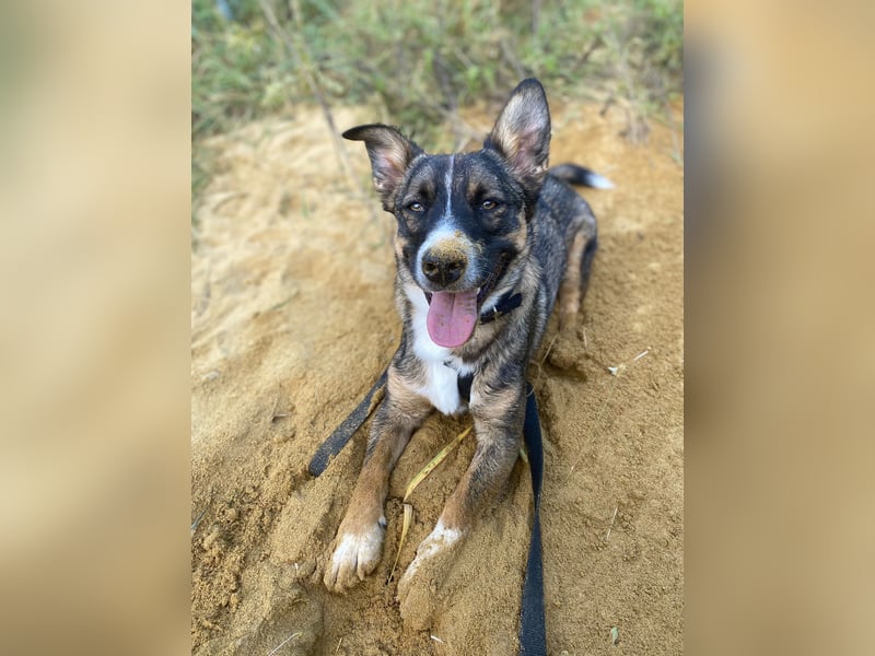 Dietrich sucht ein neues Zuhause !Kein Anfängerhund!