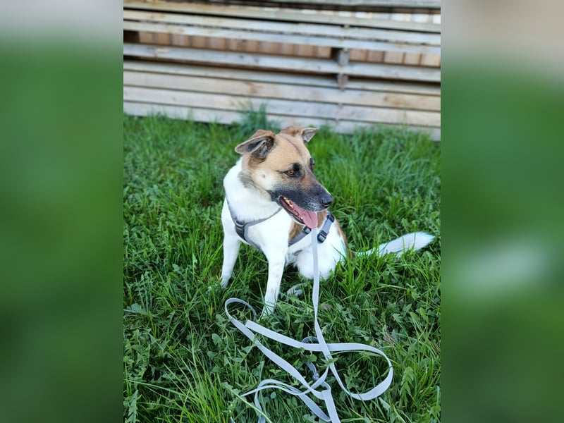 Tara sucht ein neues Zuhause