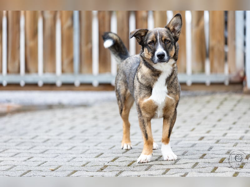 Dietrich sucht ein neues Zuhause !Kein Anfängerhund!