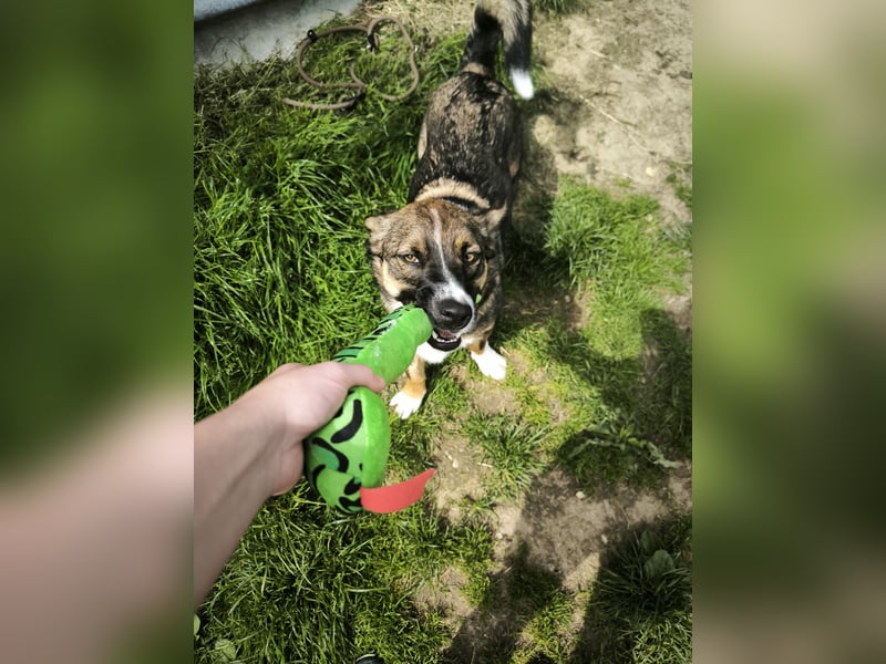 Dietrich sucht ein neues Zuhause !Kein Anfängerhund!