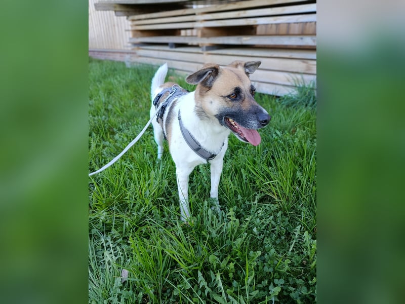 Tara sucht ein neues Zuhause