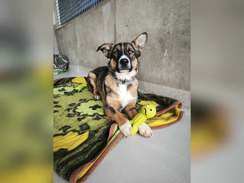 Dietrich sucht ein neues Zuhause !Kein Anfängerhund!