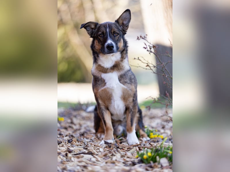 Dietrich sucht ein neues Zuhause !Kein Anfängerhund!