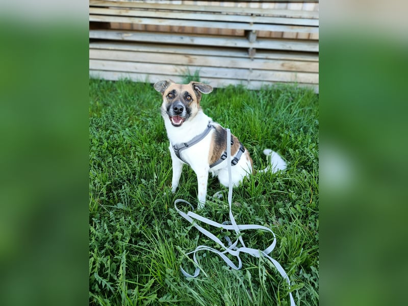 Tara sucht ein neues Zuhause