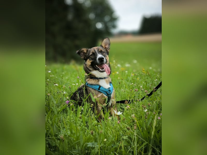 Dietrich sucht ein neues Zuhause !Kein Anfängerhund!