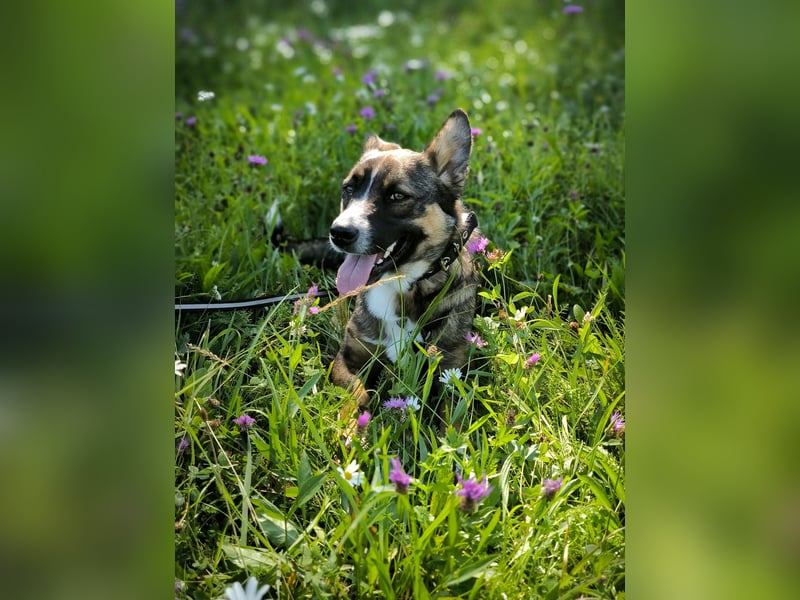 Dietrich sucht ein neues Zuhause !Kein Anfängerhund!