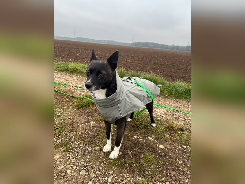  Kira sucht ihr Für-immer-Zuhause – eine kleine Kuschelmaus mit großem Herzen! 