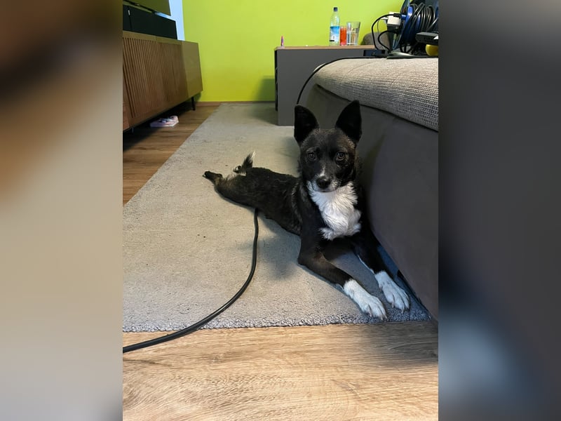  Kira sucht ihr Für-immer-Zuhause – eine kleine Kuschelmaus mit großem Herzen! 