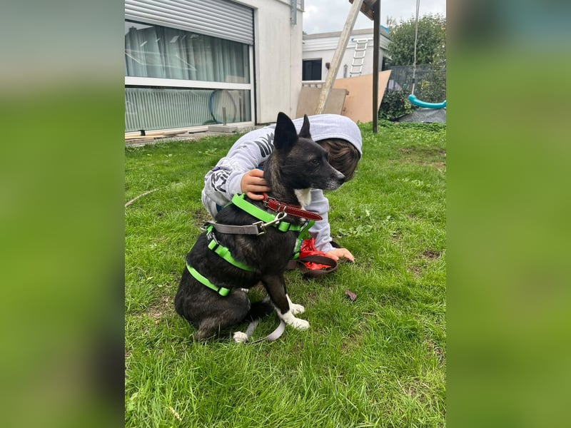  Kira sucht ihr Für-immer-Zuhause – eine kleine Kuschelmaus mit großem Herzen! 