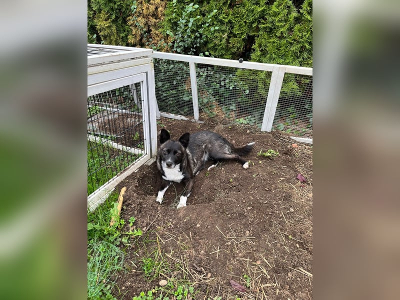  Kira sucht ihr Für-immer-Zuhause – eine kleine Kuschelmaus mit großem Herzen! 