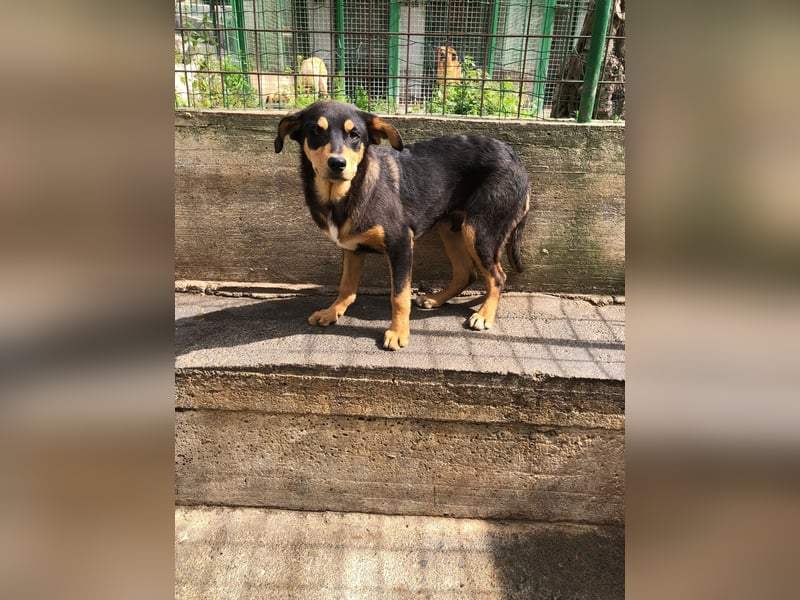 Toller Hundejunge Benny sucht Sie!